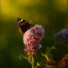 Schmetterling auf Blüte