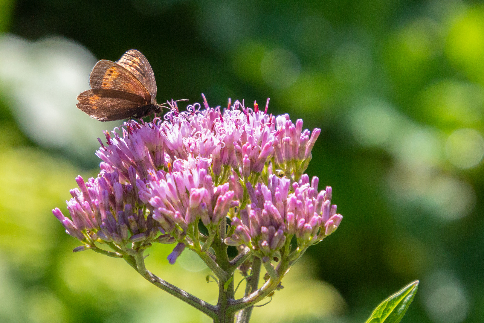 Schmetterling auf Blüte