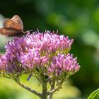 Schmetterling auf Blüte