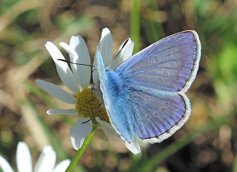 Schmetterling auf Blüte, die zigtausendste Auflage :-)