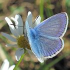 Schmetterling auf Blüte, die zigtausendste Auflage :-)