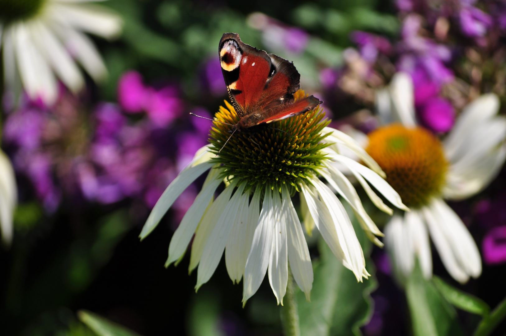 Schmetterling auf Blüte