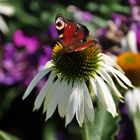 Schmetterling auf Blüte