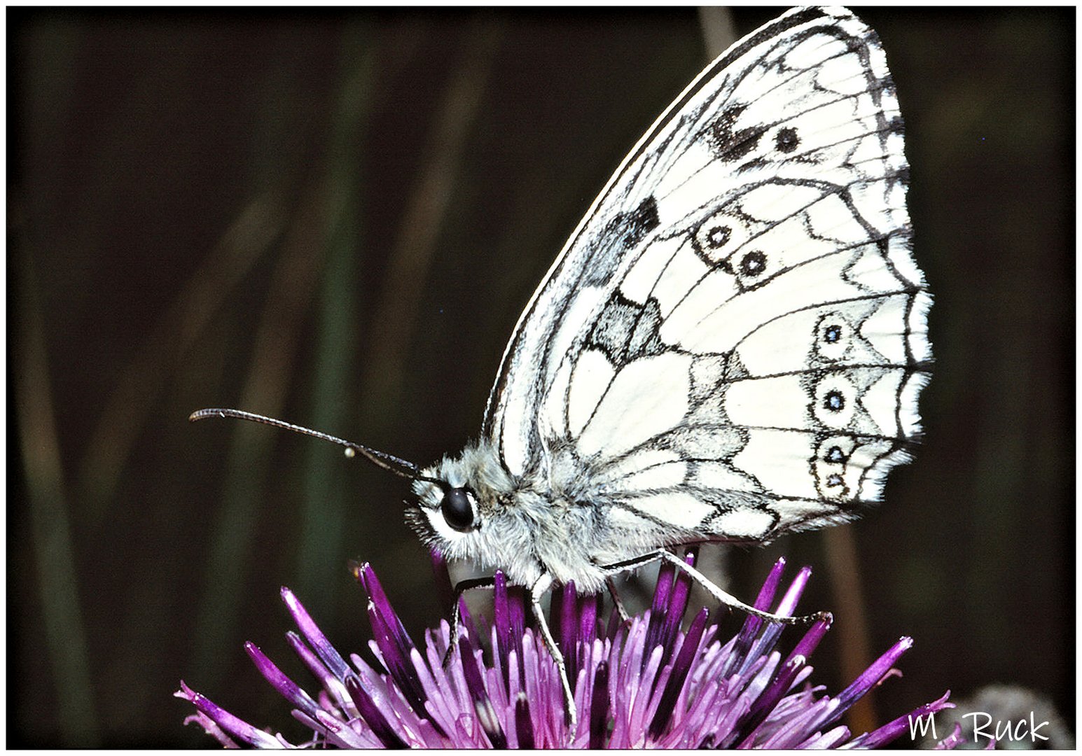 Schmetterling auf Blüte 