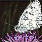 Schmetterling auf Blüte 