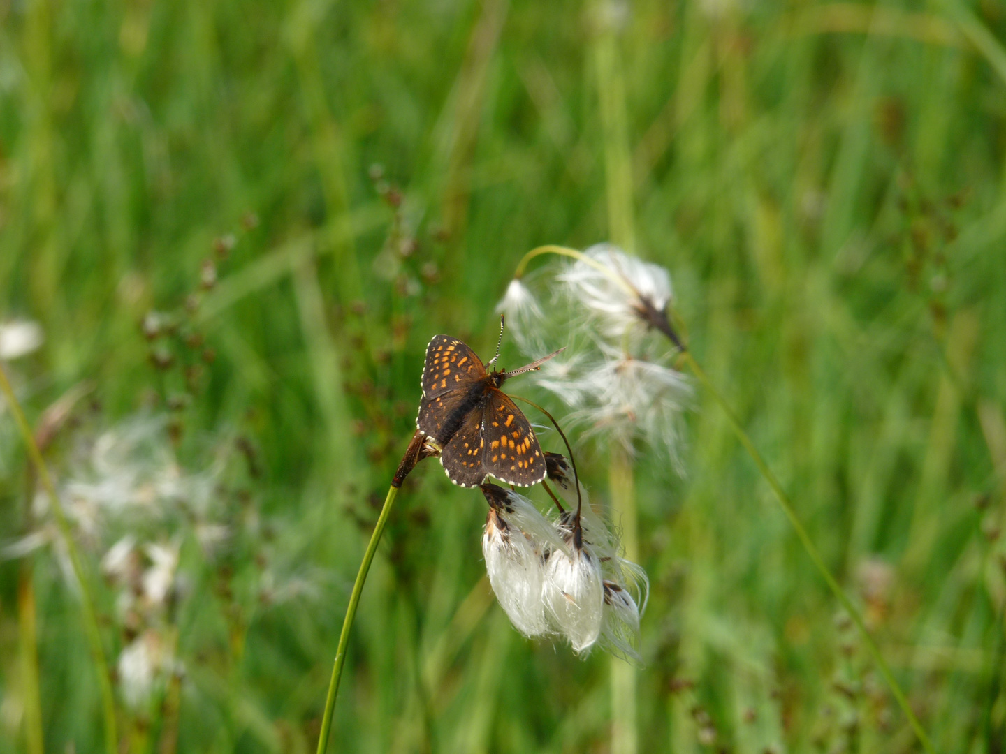 Schmetterling auf Blüte