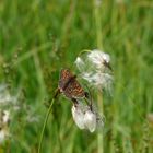 Schmetterling auf Blüte