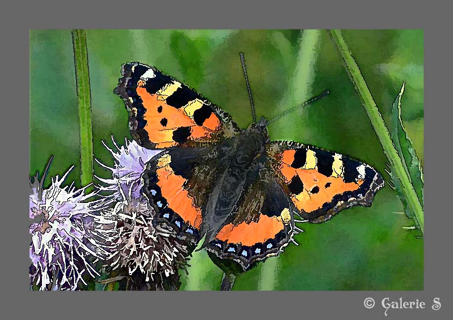 Schmetterling auf Blüte