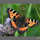 Schmetterling auf Blüte