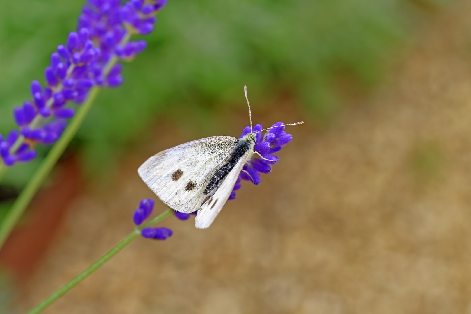 Schmetterling auf Blüte