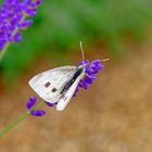 Schmetterling auf Blüte