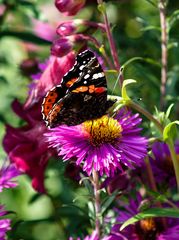 Schmetterling auf Blüte