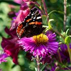 Schmetterling auf Blüte