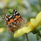 Schmetterling auf Blüte in Martinas Garten