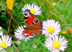 Schmetterling auf Blüten