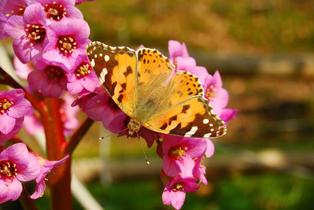 Schmetterling auf Blüten