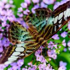 Schmetterling auf Blüten