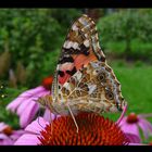 Schmetterling auf Blume