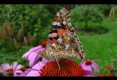 Schmetterling auf Blume