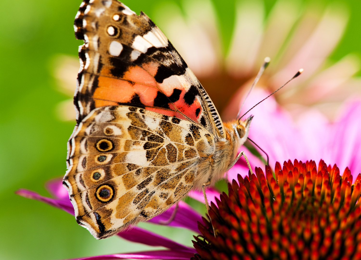 Schmetterling auf Blume