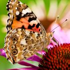 Schmetterling auf Blume