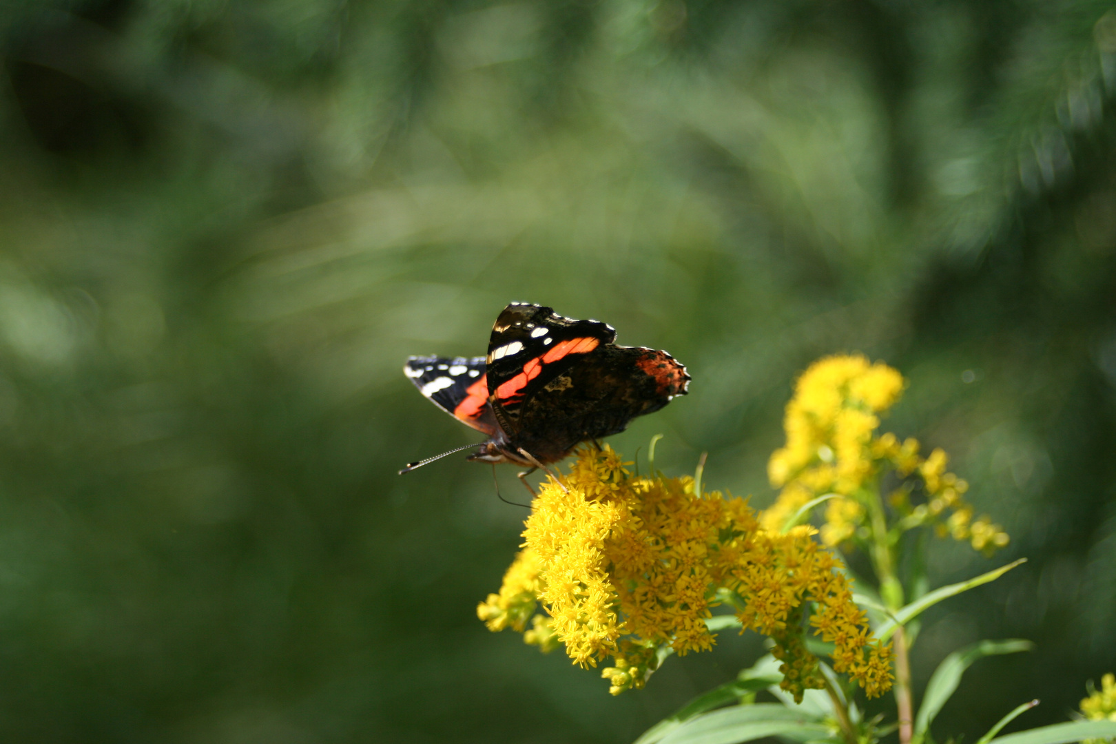 Schmetterling auf Blume 1