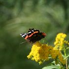 Schmetterling auf Blume 1