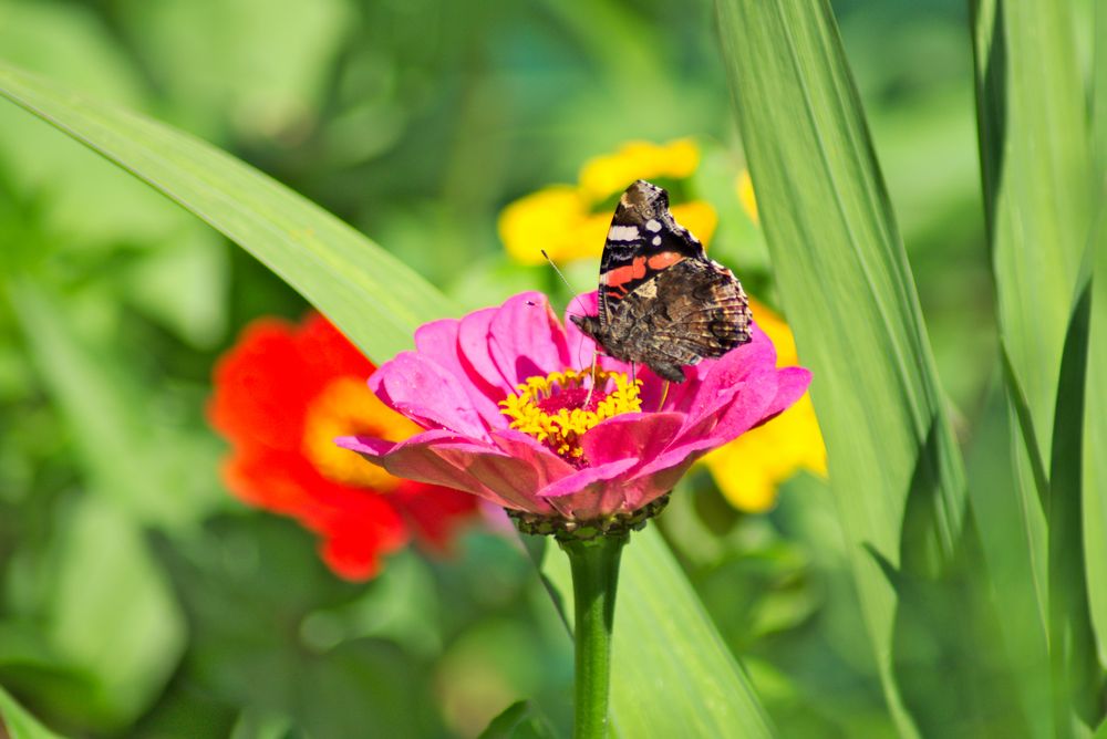 Schmetterling auf Blume 1