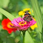 Schmetterling auf Blume 1