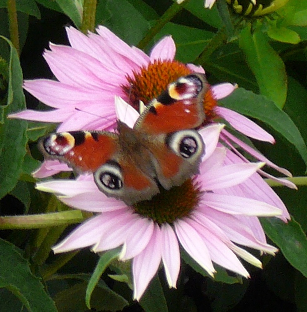 Schmetterling auf Blume