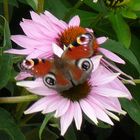 Schmetterling auf Blume