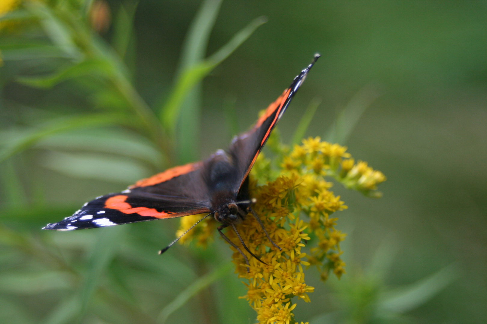 Schmetterling auf Blume 2