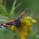 Schmetterling auf Blume 2