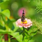 Schmetterling auf Blume 2