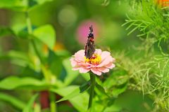 Schmetterling auf Blume 2