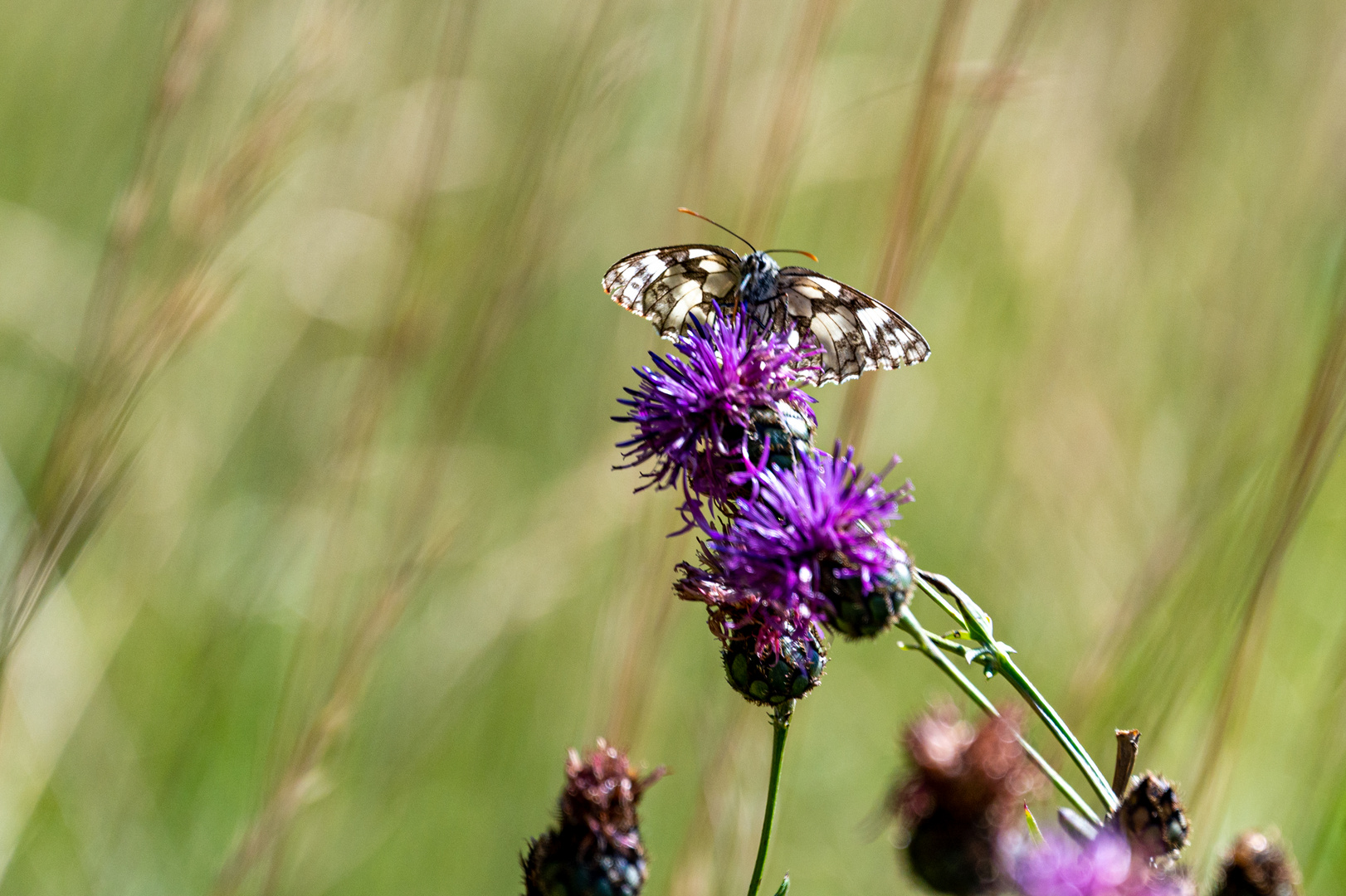 Schmetterling auf Blume 2