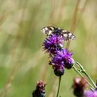 Schmetterling auf Blume 2