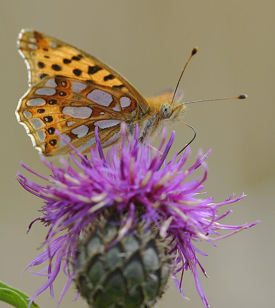 Schmetterling auf Blume