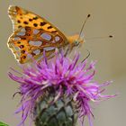 Schmetterling auf Blume