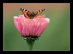 Schmetterling auf Blume