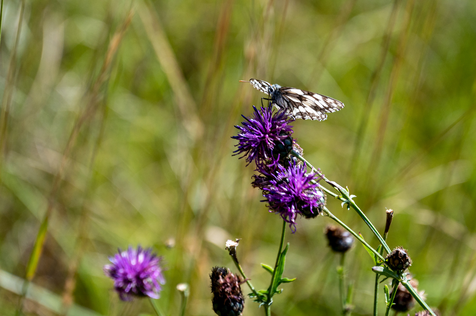 Schmetterling auf Blume 3