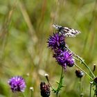 Schmetterling auf Blume 3