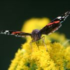 Schmetterling auf Blume 3