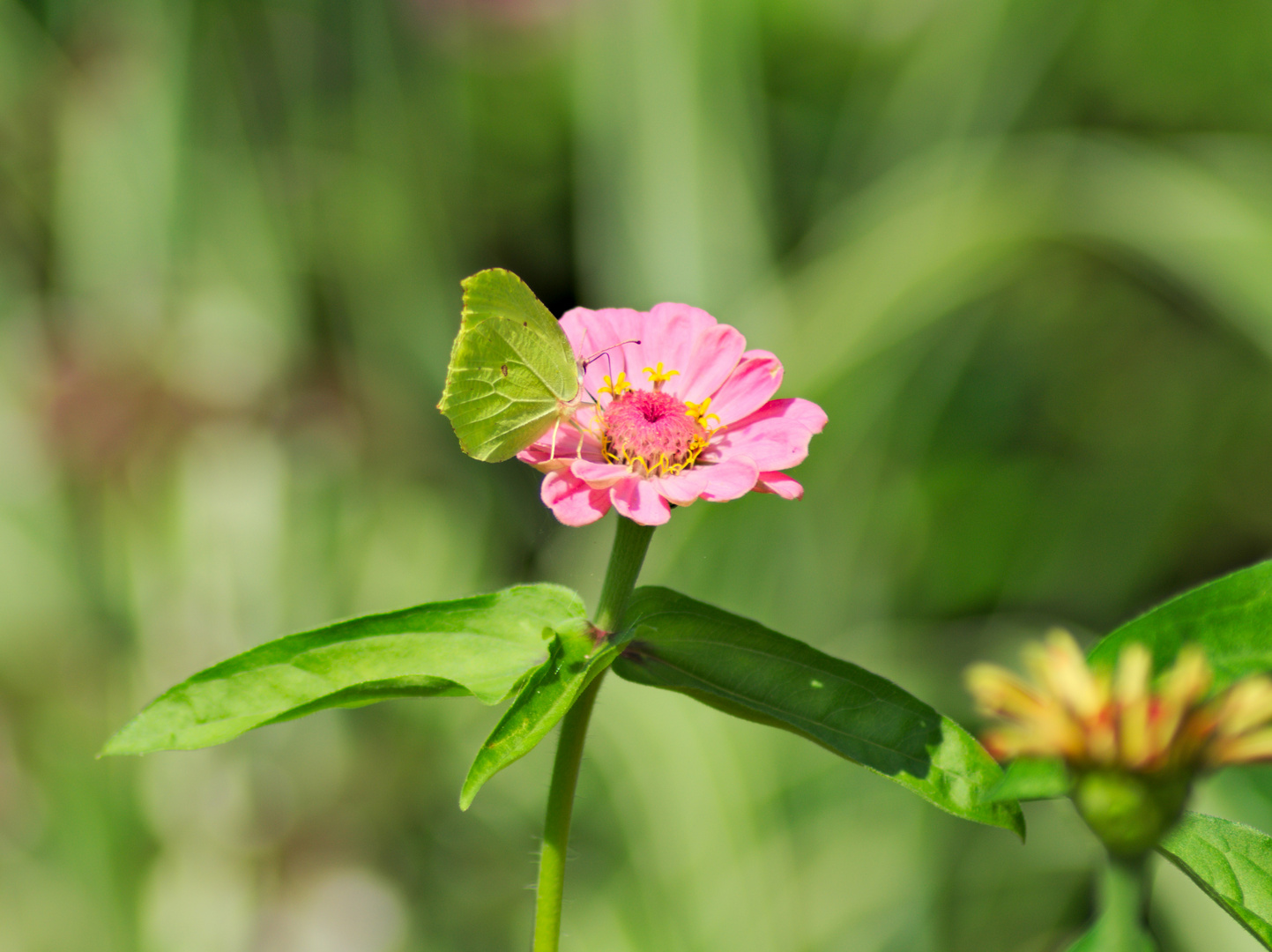 Schmetterling auf Blume 3