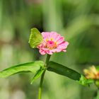 Schmetterling auf Blume 3