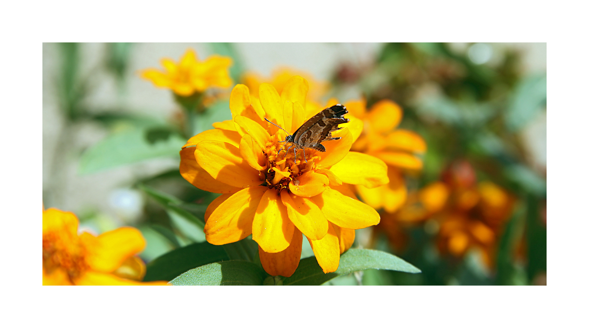 Schmetterling auf Blume