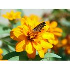 Schmetterling auf Blume