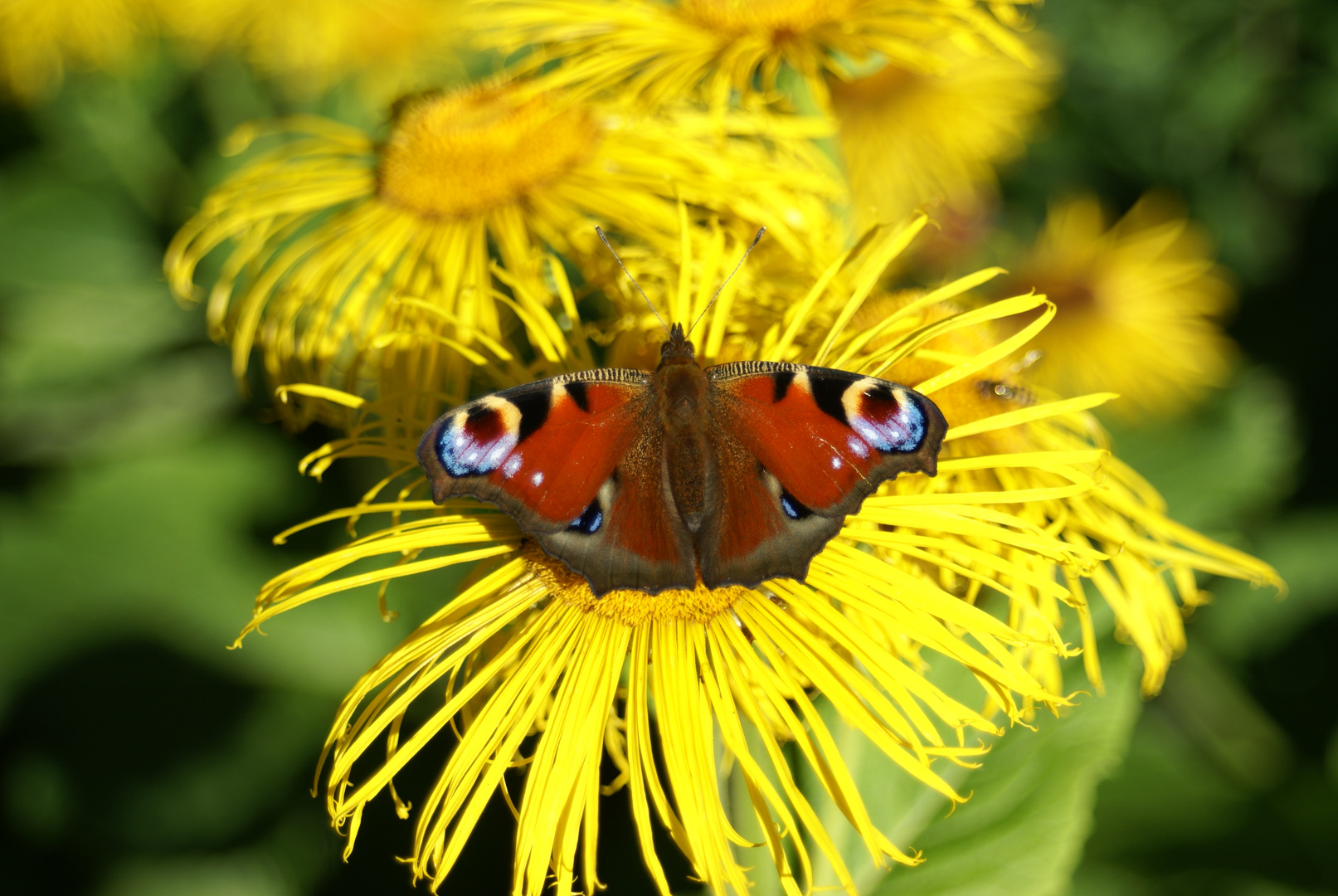 Schmetterling auf Blume