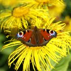 Schmetterling auf Blume