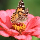 Schmetterling auf Blume